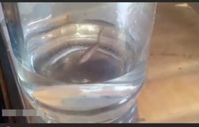 فيديو... مخلوق غريب يخرج من صنبور مياه الشرب!
