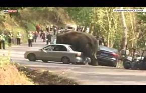 فيديو فيل هائج يحطم 15 سيارة في محمية طبيعية