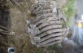 فيديو.. نيوزيلندي يستخرج عش دبابير ضخماً من الأرض