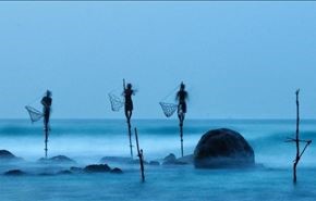 بالصور.. الطريقة الأكثر بدائية في صيد الأسماك من سريلانكا
