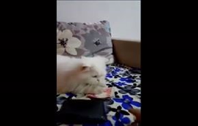 فيديو طريف لقط عاشق للنقود ويرفض إعطاءها لصاحبه