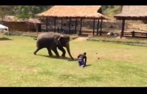 دفاع جانانۀ فیل از مربی خود! + ویدئو