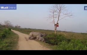 بالفيديو؛ يتسلق شجرة هربا من وحيد القرن..