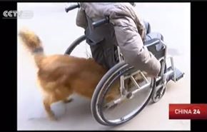 بالفيديو.. كلب يعبر عن حبه لصاحبه بدفع كرسيه المتحرك