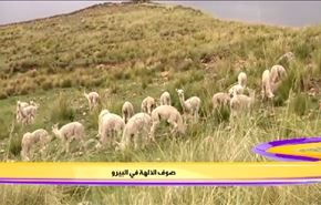 صوف الآلهة في البيرو