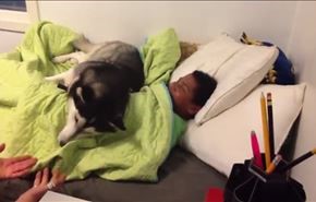 فيديو رائع للغاية..كلب يرفض استيقاظ صاحبه
