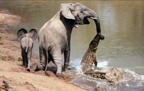 فيديو... تمساح يباغت فيلا يشرب الماء، لمن كانت الغلبة؟