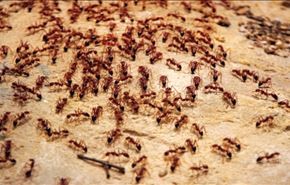 في الحر...3 طرق طبيعية للتغلب على النمل نهائيا