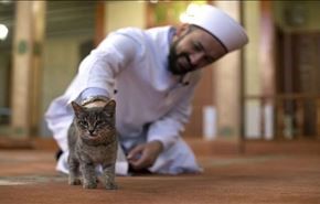 فيديو وصور.. قطة وصغارها على منبر أحد مساجد اسطنبول!