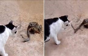 فيديو.. ضفدع يحاول التهام ثعبان أثناء عراكه مع قط!