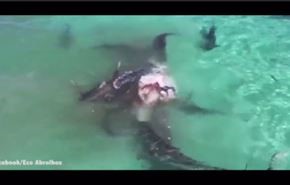 بالفيديو... عشرات من أسماك القرش تلتهم حوتا ضخما