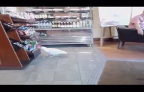 فيديو.. طائر نورس يقتحم مقهى ويسرق كيس بطاطس