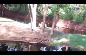 بالفيديو.. رجل يقفز في حديقة أسود لسبب غريب!