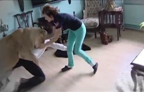 فيديو مرعب..أسد يهاجم رجلا داخل منزل!