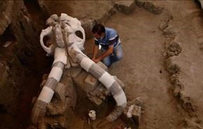 بالصور.. اكتشاف هيكل أكبر ماموث عاش قبل 12 ألف عام