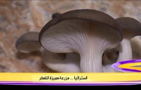 استراليا .. مزرعة مميزة للفطر
