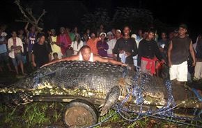 بالفيديو؛ اصطياد تمساح ضخم بزنة طن في الفلبين