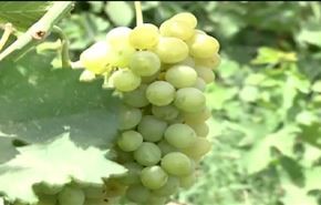 انتاج العنب في خوزستان