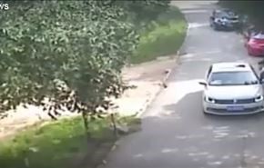 بالفيديو.. نمر يلتقط فتاة من باب سيارتها!