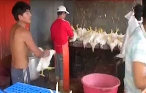 شاهد: طريقة وحشية لقتل الدجاج قبل سلخه وبيعه!