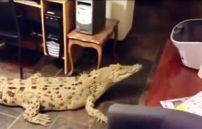 فيديو صادم.. امرأة تربي تمساحا في منزلها