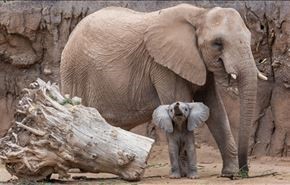 ویدیو: فیل باغ وحش دختر 7 ساله را با سنگ کشت