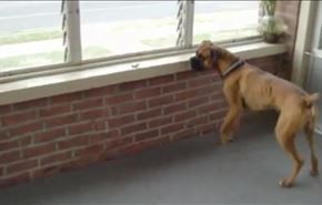 ترس عجیب یک سگ از برگ! +ویدیو