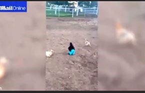 فيديو ... دجاجة ترتدي 