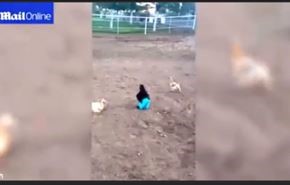 جنجال "مرغ شلوار پوش" در شبکه‌های اجتماعی! +ویدیو