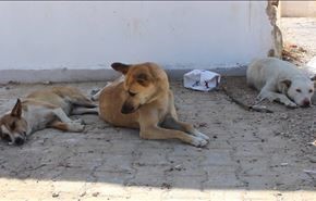 دلیل عجیب داعش برای شکار سگ های ولگرد موصل!