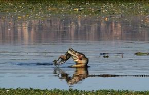فيديو وصور.. تمساح يفتك بكنغر وسط المياه