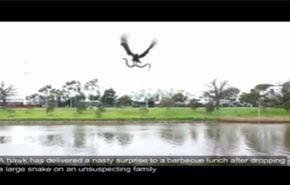 بالفيديو.. السماء في استراليا تمطر ثعابين!
