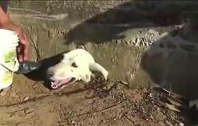 فيديو.. انقاذ كلب علق رأسه خلال رحلة بحث عن الطعام