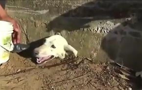 نجات سگ از حادثه عجیب در پرو+ فیلم