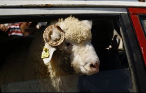 گوسفندهای سرطانی "اسرائیلی" در عید قربان!