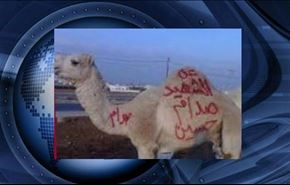 قربانی کردن شتر برای صدام در اردن!