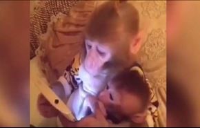میمون به بچه خود تبلت آموزش می دهد!