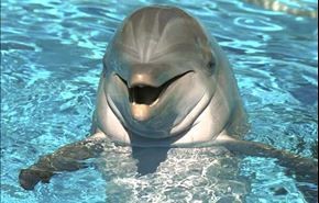 مفاجأة .. الدلافين تتحدث كالبشر