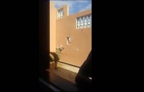 واکنش یک گوسفند پس از بریده شدن سر گوسفند دیگر +ویدیو