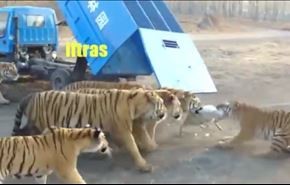 بالفيديو، وضعوا ماعز امام النمور.. لن تصدق ما حدث!