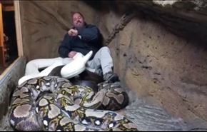 فيديو... رجل يتحدى 3 ثعابين ضخمة داخل قفص مغلق