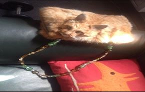 کیف زنانه با پوست گربۀ مرده! +عکس