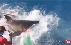 بالفيديو.. غطاس ينجو بأعجوبة من هجوم مروع لقرش أبيض