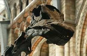 بالفيديو وصورة.. علماء يحددون اول نسيج متحجر لدماغ ديناصور