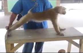ویدیوی تمرین بدن سازی میمون