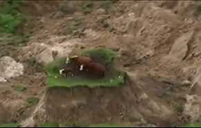 شاهد.. زلزال نيوزيلندا يترك مجموعة من الأبقار معلقة بين السماء والأرض