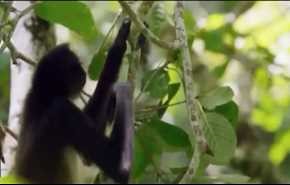بالفيديو.. لقطات مذهلة لقرد ينقذ ابنته من موت محقق