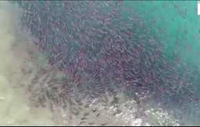 شاهد... لقطات مذهلة لأسماك السلمون وهي تسبح من البحر الى النهر