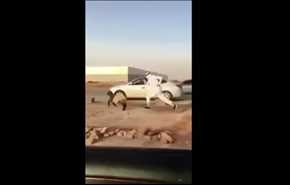 بالفيديو.. لحظة هروب خروف من صاحبه وسط السيارات