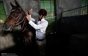 مسابقه نمایش اسب‌های ورزشی در ایران +عکس